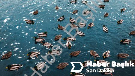 Antalya’da Yüzme Dersiyle Hayallerinizi Gerçekleştirin