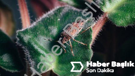 Halıfleks Yıkama İle Evdeki Mikroplardan Arının