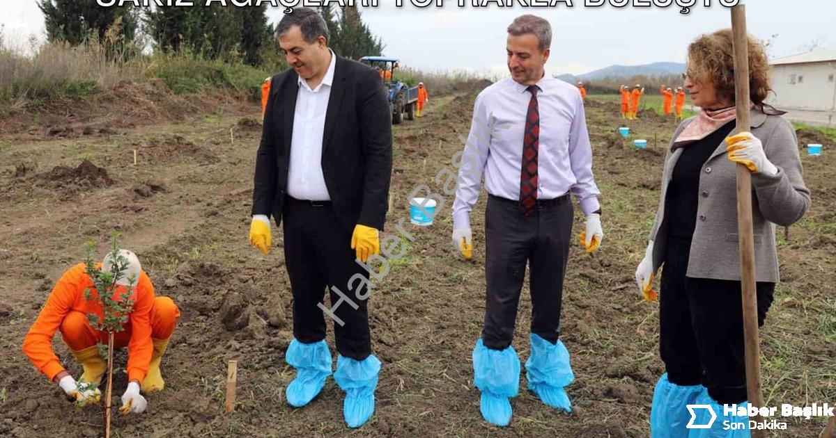 "Dalaman Açık Cezaevi'nde Tarımsal Hamle: Sakız Ağaçları Toprakla Buluştu" başlıklı haber için fotor