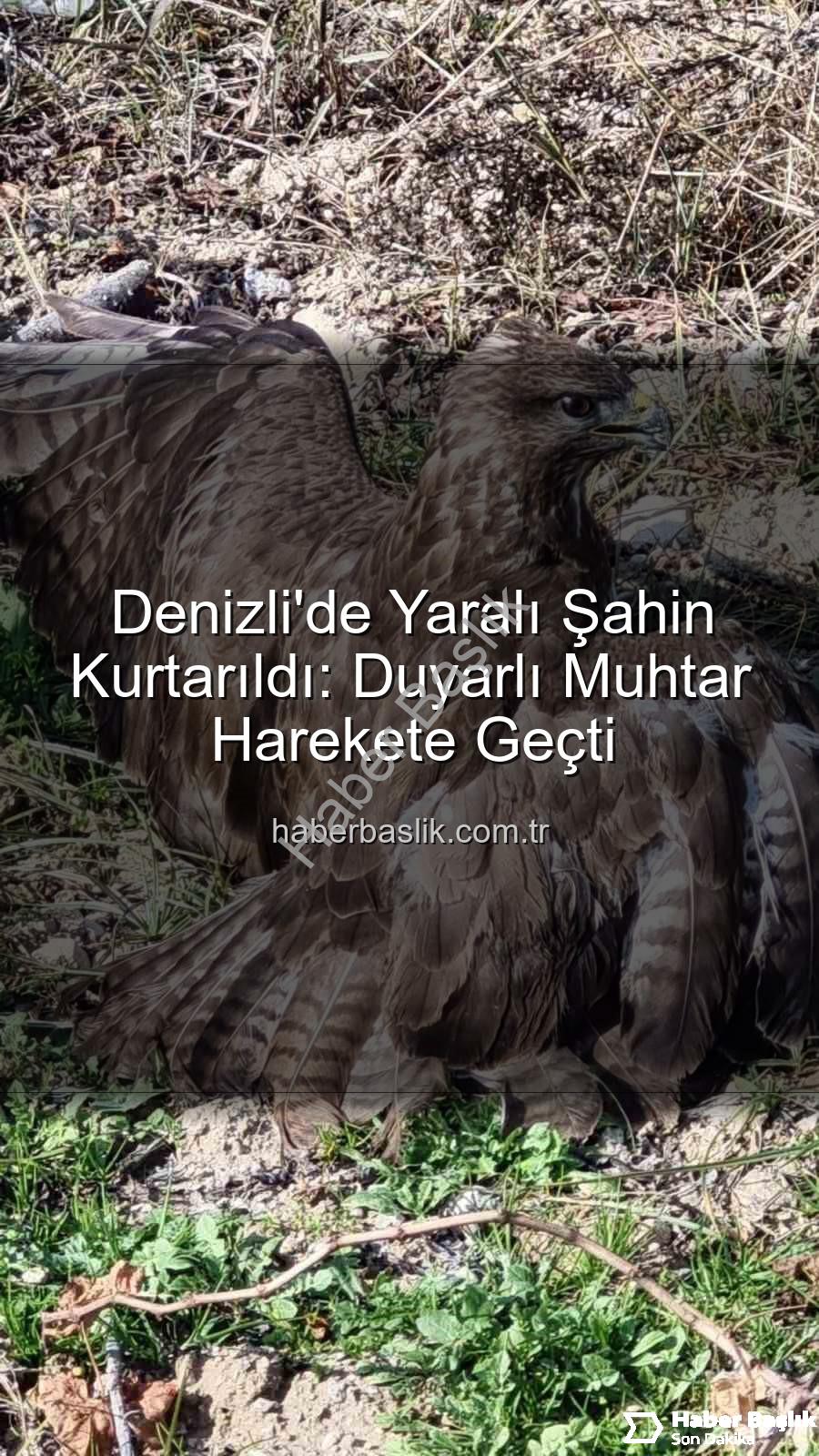 Denizli'de yaralı şahin - Denizli'de Yaralı Şahin Kurtarıldı: Duyarlı Muhtar Harekete Geçti