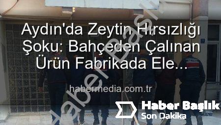 Aydın’da Zeytin Hırsızlığı: Bahçeden Fabrikaya Uzanan Zincir Çökertildi!