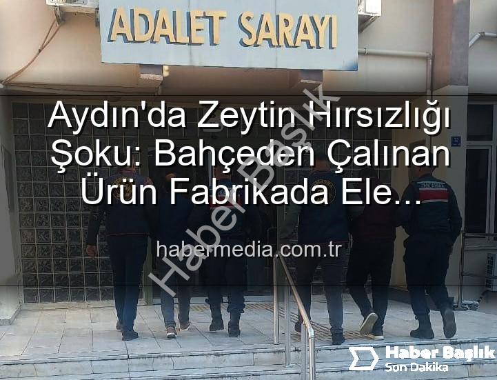 zeytin hırsızlığı - Aydın'da Zeytin Hırsızlığı: Bahçeden Fabrikaya Uzanan Zincir Çökertildi!