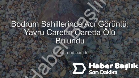 Bodrum Sahillerinde Üzücü Görüntü: Yavru Caretta Caretta Kıyıya Vurmuş Halde Bulundu
