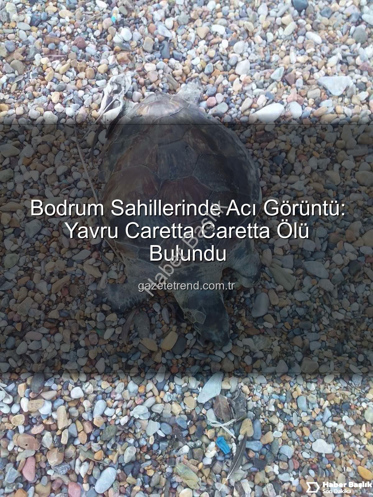 yavru caretta caretta - Bodrum Sahillerinde Üzücü Görüntü: Yavru Caretta Caretta Kıyıya Vurmuş Halde Bulundu