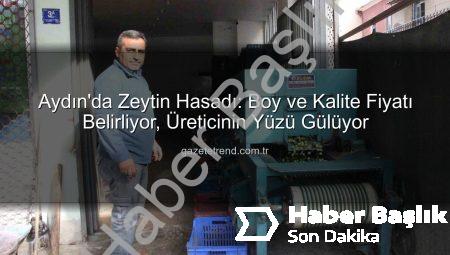 Aydın’da Zeytin Hasadı: Boyut ve Kalite Fiyatı Belirliyor, Üreticinin Yüzü Gülüyor