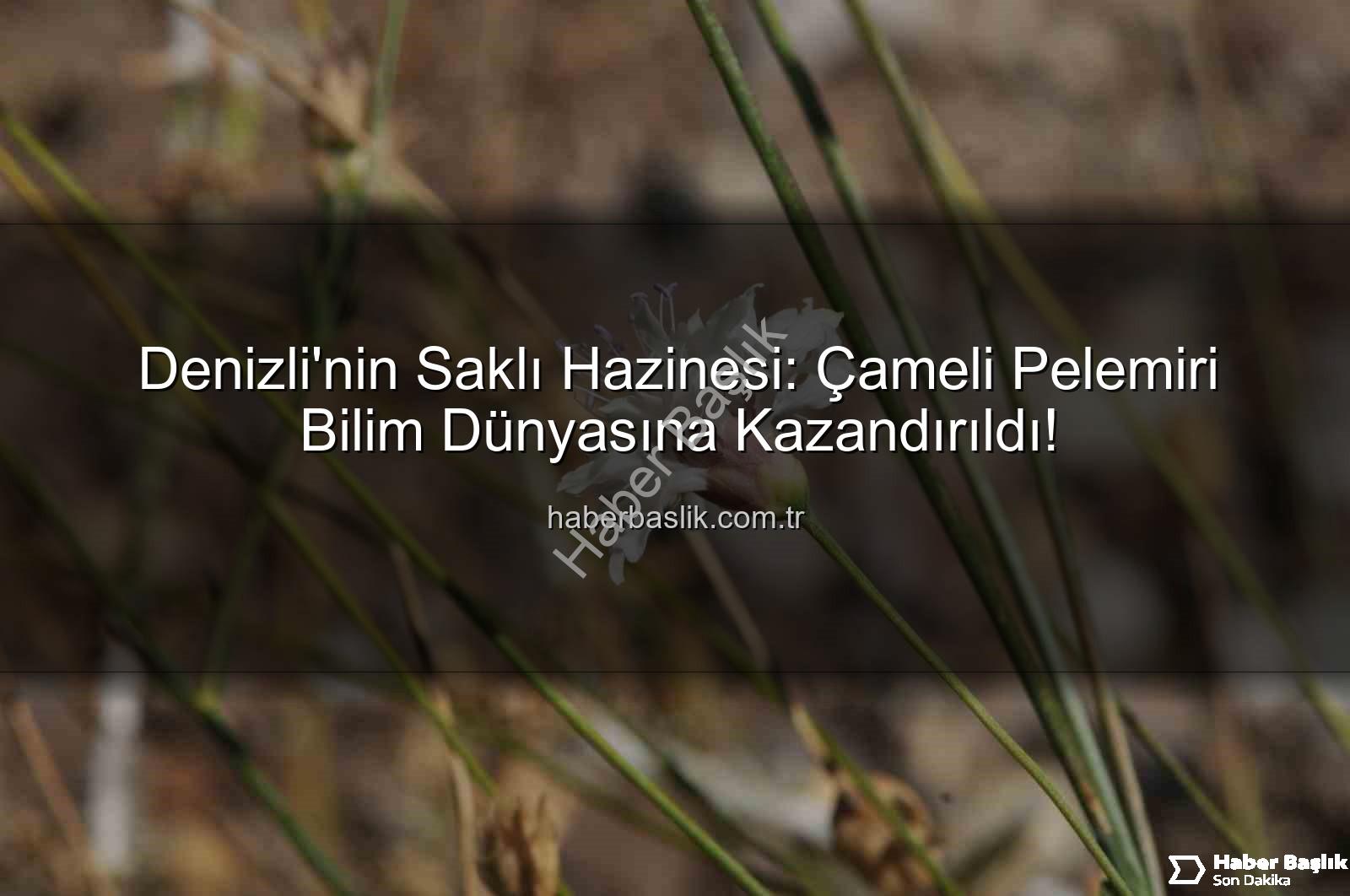 Çameli pelemiri - Denizli'nin Saklı Hazinesi: Çameli Pelemiri Bilim Dünyasına Kazandırıldı!