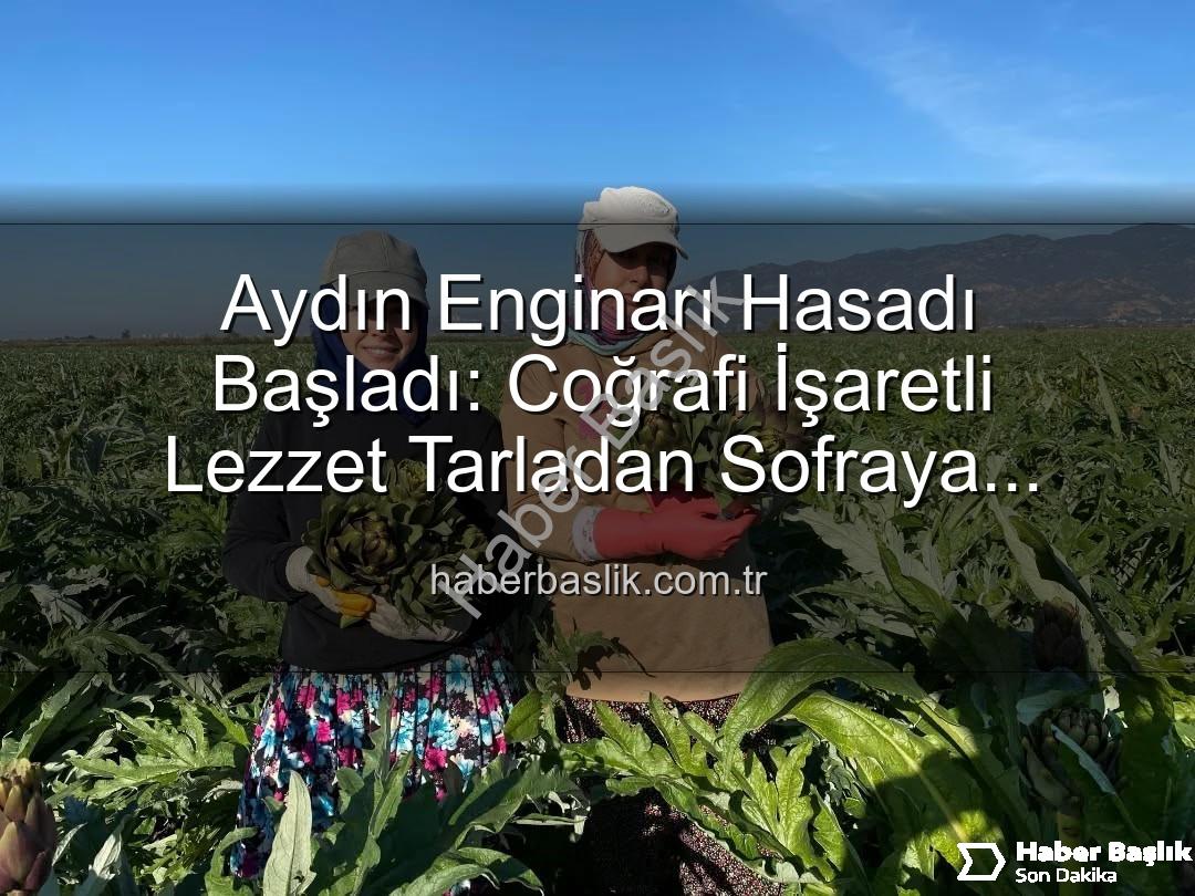 Aydın Enginarı - Aydın Enginarı Hasadı Başladı: Coğrafi İşaretli Lezzet Tarladan Sofraya Yolculuğuna Hazır!