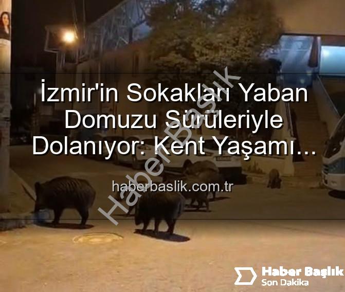 yaban domuzu sürüleri - İzmir'in Sokakları Yaban Domuzu Sürüleriyle Dolanıyor: Kent Yaşamı Doğayla İç İçe Geçti